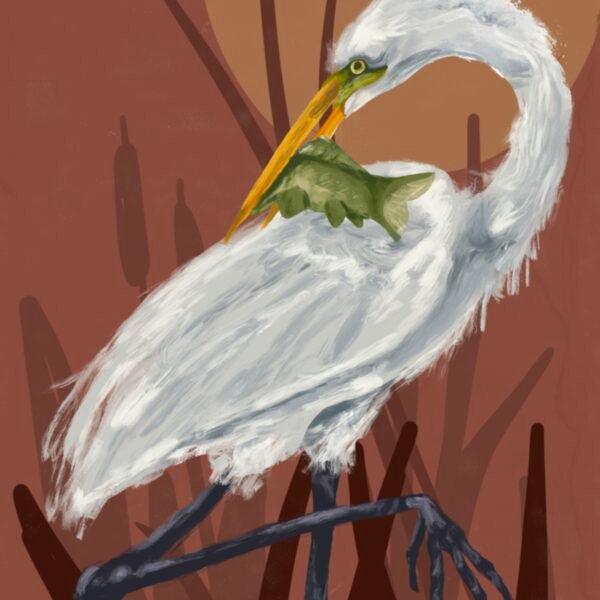 The Great Egret